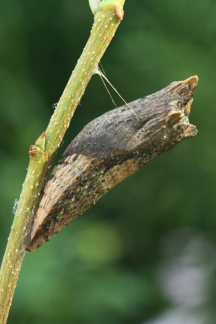 Tiger Swallowtail (Papilio glaucus) Life Cycle