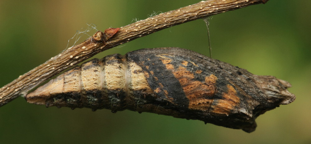 tiger swallowtail butterfly life cycle