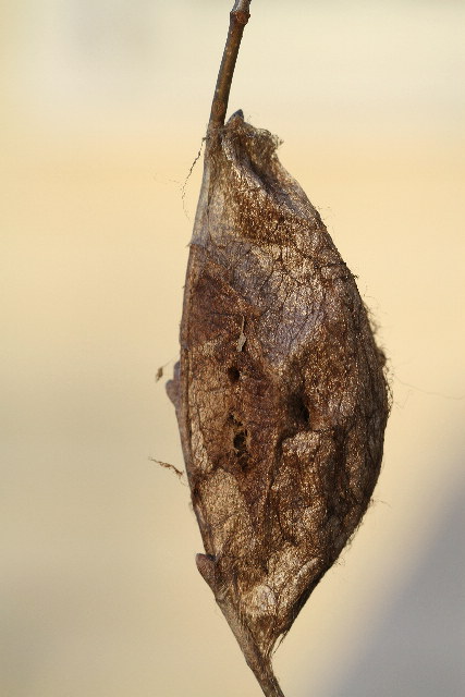 brown cocoon identification