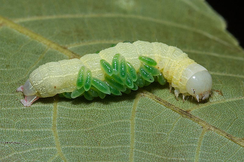 Eulophis Wasp Parasitoids Of A Caterpillar Stan Malcolm Photos